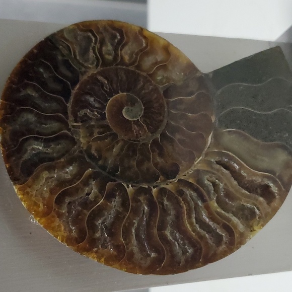 Hand Made piece of Art with Fossilized Ammonite - Picture 4 of 6